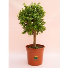 Odea Bitkim Sende Portulacaria Afra Yeşim Para Bitkisi, 15-25 Cm, Saksılı, Salon Çiçeği