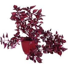 Odea Nura Botanik Çingene Şalvarı (Iresine Herbstii), 20-40 Cm, 1 Litre Saksı, Bordo
