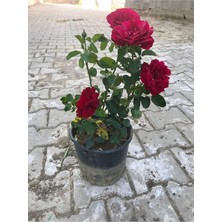 Odea Videolu Koyu Kırmızı Kokulu Yediveren Gül (50 70 Cm) Saksılı Aşılı Gül Red Rose