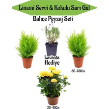 Odea Nura Botanik Bahçe Seti, 2 Adet Limoni Servi Fidanı, 1 Adet Sarı Gül Fidanı, Hediye Lavanta, Çok Renkli