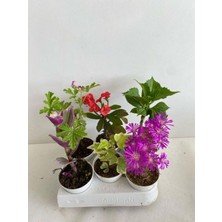 Odea 6'lı Bitki Seti Telgraf+Itır+Hedera+Kırmızı Milli Dikenler Tacı+Mezem+Ortanca, BTSNU22042462