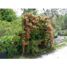 Odea Serada Decor & Plant Kırmızı Hanımeli Çiçeği, Lonicera Sempervivens, Çok Renkli