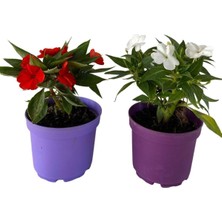 Odea Videolu Cam Güzeli Çiçeği Kırmızı-Beyaz 2 Adet Saksılı 10-20CM Salon Bitkisi Impatiens Walleriana