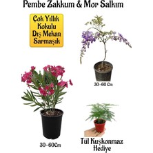 Odea Pembe Zakkum Fidanı+Mor Salkım Ağacı Fidanı Tül Kuşkonmmaz Hediyeli Bahçe Peyzaj Seti, BTS01NA0014