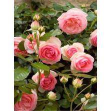 Odea Gardenbox Pembe Gül Fidanı, Yediveren Sarmaşık, Mis Kokulu, 70-110 Cm, 3 Adet Saksılı