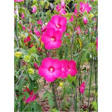 Odea Gardenbox 3 Renk Japon Gülü, 30-50 Cm, 3 Adet Saksılı Çiçekli Dış Mekan Bitkisi, Hibiscus Rosa-Sinensis