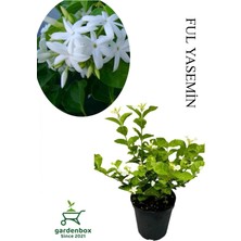 Odea Gardenbox Ful Yasemin Çiçeği Yoğun Kokulu, Saksılı, 30-50CM, Sarmaşık Bitki