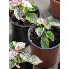 Odea Nura Botanik Çilli Pembe Hostes Çiçeği, Pembe Renk, 1 Adet, 10CM Saksılı