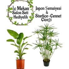 Odea Nura Botanik Japon Şemsiyesi (40-60 Cm) 1 Adet Saksılı + Starlişe Çiçeği (50-60 Cm) 1 Adet Saksılı, Set