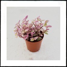 Odea Nura Botanik Pink Lady Iç Mekan Bitkisi, 5.5 cm Saksı