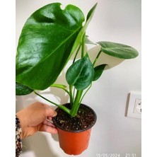 Odea Bitkim Sende Deve Tabanı Fidesi, 35-45CM, Topraklı Saksılı