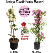 Odea Nura Botanik Kartopu Çiçeği, Pembe Begonvil, Kırmızı Gazanya Hediyeli Saksılı Bahçe Seti, 3 Adet