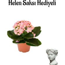 Odea Hediyelik Açık Pembe Kalanşo(Kalanchoe) Çiçeği Sevgililer Gününe Özel Helen Saksı Hediyeli