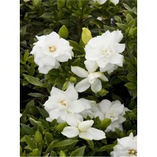 Odea Gardenbox Gardenya Çiçeği Saksılı, 25-45CM, Beyaz, 1 Adet