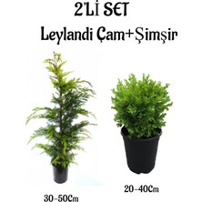 Odea Gardenbox Leylandi Çam Ağacı Fidanı + Çalı Şimşiri 2'li Set, Saksılı Dış Mekan Bitkisi