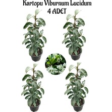 Odea Nura Botanik Kartopu Viburnum Lucidum, 4 Adet, 60-80 Cm, Saksılı, Dış Mekan Bahçe Peyzaj Çit Bitkisi