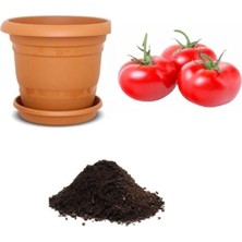 Odea Gardenbox Nadir Erkenci Domates Tohumu, 10 Adet Seti, Toprak ve Saksı Dahil