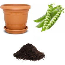Odea Gardenbox Bezelye Tohumu 10 Adet Ekim Seti, Toprak ve Saksı Dahil