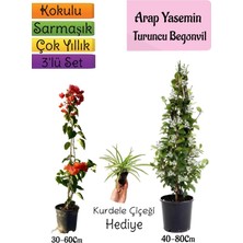 Odea Gardenbox Mis Kokulu Arap Yasemini, Turuncu Begonvil, Kurdele Çiçeği 3'lü Bahçe Seti