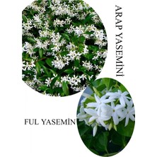 Odea Nura Botanik Arap Yasemini Çiçeği Saksılı 30-50CM + Ful Yasemin 30-60CM Kokulu Bahçe Seti