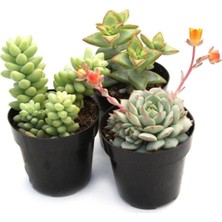 Odea Nura Botanik 3'lü Karışık Sukulent Kaktüs Çiçeği Seti, 5-15 cm Saksılı