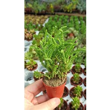 Odea Crassula Muscosa Watch Succulent Prenses Çamı