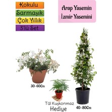 Odea Nura Botanik Kokulu Arap Yasemini, Izmir Yasemin, Tül Kuşkonmaz 3'lü Bahçe Seti