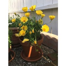 Odea Gardenbox Sarı Çalı Papatyası, 20-30 Cm, 1 Adet Tüplü Çiçekli Bodur Bitki, Euryops Pectinatus