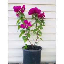 Odea Bodur Begonvil Saksılı 70-80 cm Boy Bougainvillea