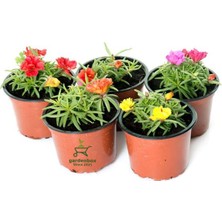 Odea 5' Li Karışık Rengarenk Kedi Tırnağı Ipek Çiçeği 5-15CM Saksılı