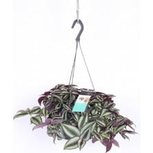 Odea Çok Avantajlı Telgraf Çiçeği Askılı Saksı Tradescantia Zebrina Çiçeği, BTS011062025BYB155