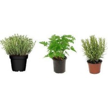 Odea Nura Botanik Aromatik Bitki Seti, Kekik, Itır, Biberiye, 3'lü Set