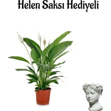 Odea Gardenbox Hediyelik Beyaz Barış Çiçeği, Helen Saksı, Hediye Kartlı