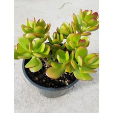 Odea Serada Decor & Plant Crassula Ovata Para Çiçeği, Minimal Bakım, 15-25 Cm, Saksılı Canlı Bitki, Yeşil-Kırmızı