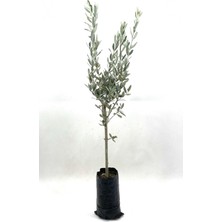 Odea Serada Decor & Plant Zeytin Fidanı Gemlik Sofralık Zeytin, 2 Yaş, 70-80 cm