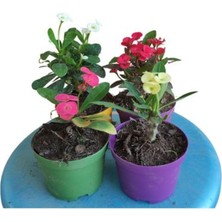 Odea 4'lü Milli Dikenler Tacı Seti Beyaz+Pembe+Kırmızı+Sarı Renkli (5-10 Cm) Iç/dış Mekan Bitkisi, BTSNN17042456