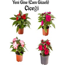 Odea Gardenbox Yeni Gine Cam Güzeli Çiçeği, Kırmızı+Fuşya+Ebruli Renk, 4 Adet, 10-15 Cm, Balkon Bitkisi