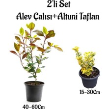 Odea Nura Botanik Alev Çalısı Fidanı + Altuni Taflan 2'li Çit Bitki Seti, Dış Mekan Bitkileri