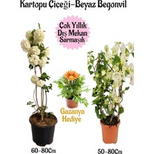 Odea Gardenbox Kartopu Çiçeği, Beyaz Begonvil, Sarı Gazanya Hediye Saksılı Bahçe Seti, Çok Renkli