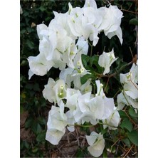 Odea Serada Decor & Plant Sarmaşık Begonvil Beyaz Çiçekli, 70-90 Cm, 1 Adet Saksılı Dış Mekan Bitkisi