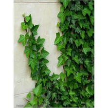Odea Videolu Büyük Yapraklı 1 Adet Duvar Sarmaşığı Fidanı Saksılı 50-80 cm (Climbing Ivy)