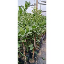 Odea Serada Decor & Plant Mandalina Satsuma 3 Yaş Aşılı Mandalina Fidanı, 150-200CM, Tüplü