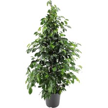 Odea Gardenbox Benjamin Ficus Bitkisi, Saksılı, 80-110 Cm, Iç Mekan Salon Ofis Bitkisi