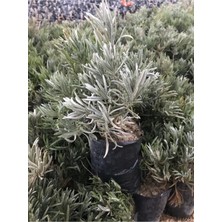 Odea Nura Botanik Köklenmiş Poşet Tüplü Lavanta Fidanı, 15-25 Cm, Intermedia