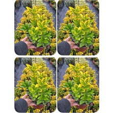 Odea Nura Botanik Altuni Sarı Taflan Dış Mekan Bitkisi, 4 Adet Saksılı, 30-60CM, Euonymus Japonica