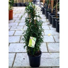 Odea Serada Decor & Plant Ada Yasemini, Harika Koku, 50-70 Cm, Çok Renkli