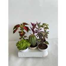 Odea Gardenbox 6'lı Bitki Seti, Sukulent, Yaprak Güzeli, Kaktüs, Telgraf, Aşkın Göz Yaşı, Kokulu Benjamin