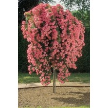 Odea Gardenbox Karmen Pembe Sarmaşık Gül, Saksılı, Dikime Hazır, 15-30CM