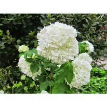 Odea Gardenbox Saksılı Çınar Kartopu Çiçeği, Beyaz