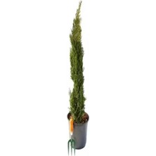 Odea Videolu Kara Selvi Fidanı 1 Adet Dikime Hazır Mezarlık Ağacı 35-65CM Saksılı (Black Pine Sapling)
